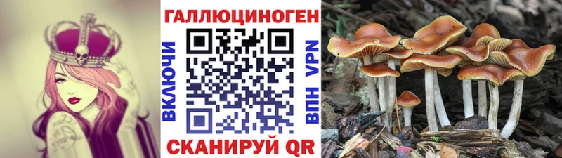 Псилоцибиновые грибы Cubensis Зуевка